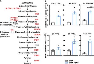 Metabolic Reprogramming Mediates Delayed Apoptosis of Human Neutrophils Infected With Francisella tularensis